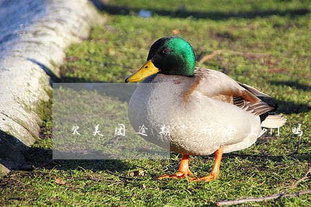 欠美团逾期7仟会上门吗