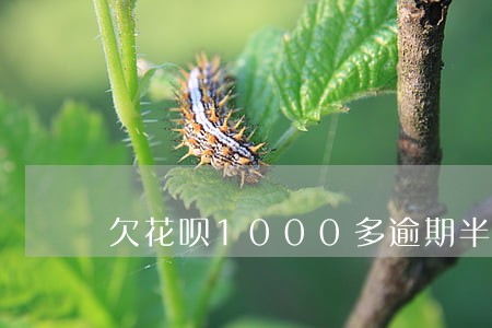 欠花呗1000多逾期半年会怎样 欠花呗1000多逾期半年会怎样