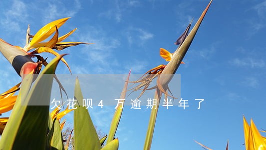 欠花呗4万逾期半年了 欠花呗4万逾期半年了