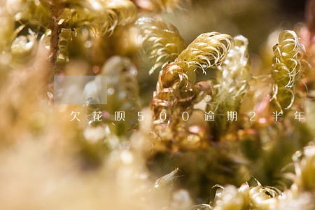 欠花呗500逾期2半年 欠花呗500逾期2半年