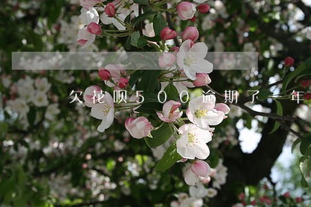 欠花呗500逾期了一年 欠花呗500逾期了一年