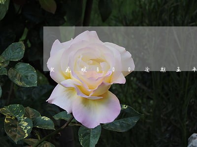 欠花呗800逾期五年上征信吗 欠花呗800逾期五年上征信吗