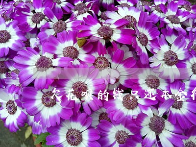 欠花呗的钱只还本金行吗 欠花呗的钱只还本金行吗