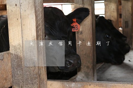 欠蒲发信用卡逾期了 欠蒲发信用卡逾期了