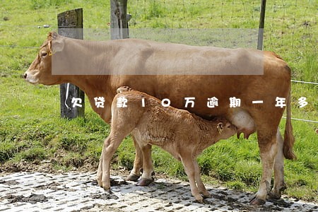 欠贷款10万逾期一年多少钱 欠贷款10万逾期一年多少钱
