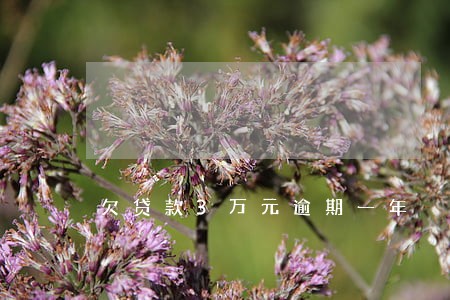 欠贷款3万元逾期一年 欠贷款3万元逾期一年