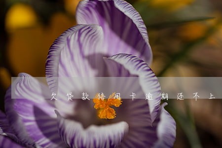 欠贷款信用卡逾期还不上怎么办 欠贷款信用卡逾期还不上怎么办