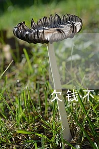 欠钱不还诉讼成功被告还是不还呢 欠钱不还诉讼成功被告还是不还呢