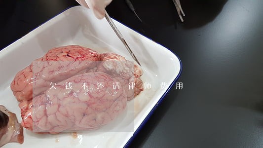 欠钱不还请律师费用 欠钱不还请律师费用