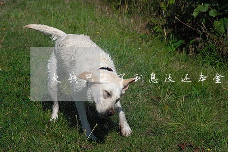 欠钱只还了利息没还本金 欠钱只还了利息没还本金