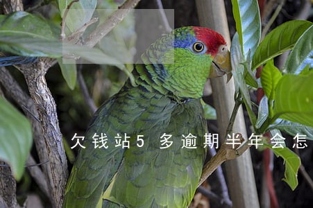 欠钱站5多逾期半年会怎样