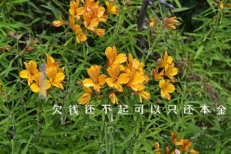 欠钱还不起可以只还本金吗 欠钱还不起可以只还本金吗