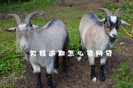 欠钱逾期怎么贷网贷 欠钱逾期怎么贷网贷
