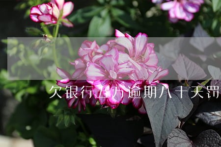 欠银行五万逾期八十天罚息多少 欠银行五万逾期八十天罚息多少