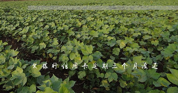 欠银行信用卡逾期三个月没还 欠银行信用卡逾期三个月没还