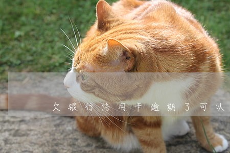 欠银行信用卡逾期了可以出国吗