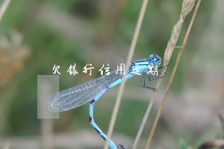 欠银行信用逾期