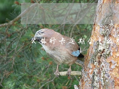 欠银行卡逾期会怎么样 欠银行卡逾期会怎么样