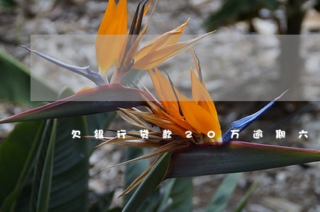 欠银行贷款20万逾期六年 欠银行贷款20万逾期六年