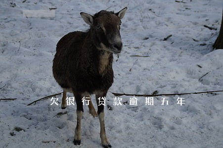 欠银行贷款逾期五年 欠银行贷款逾期五年