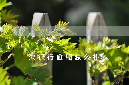 欠银行逾期怎么补 欠银行逾期怎么补