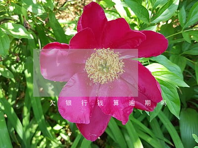 欠银行钱算逾期吗 欠银行钱算逾期吗
