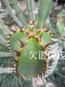 欠银行钱能不能只还本金 欠银行钱能不能只还本金