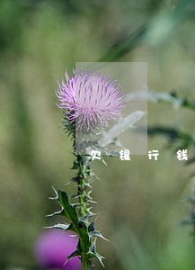 欠银行钱能只还本金 欠银行钱能只还本金