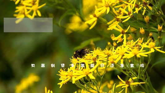 欠高利贷多年能只还本金吗 欠高利贷多年能只还本金吗