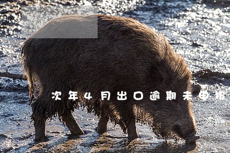 次年4月出口逾期未申报 次年4月出口逾期未申报