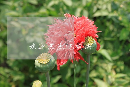 欢迎美法院裁决 欢迎美法院裁决