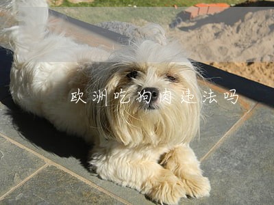 欧洲吃狗肉违法吗 欧洲吃狗肉违法吗