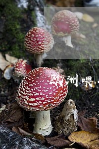 欧洲喂鸽子违法