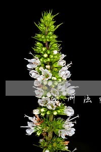 欧洲法院抓阄