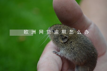 欧洲网贷逾期怎么办 欧洲网贷逾期怎么办