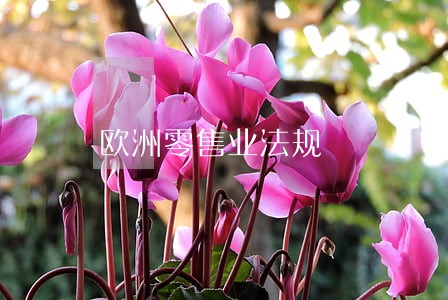 欧洲零售业法规 欧洲零售业法规