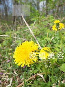 欧盟美容器械法规 欧盟美容器械法规