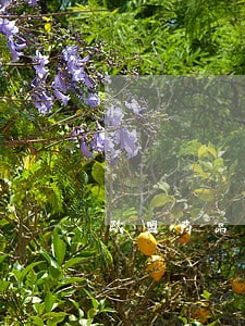 欧盟药品微生物法规 欧盟药品微生物法规