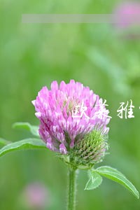 欧莱雅被监管部门列为违法典型