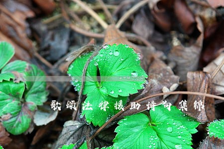 歌颂法律援助诗句集锦 歌颂法律援助诗句集锦