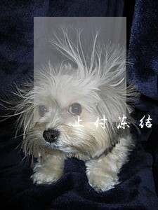 止付冻结的信用卡会显示逾期吗 止付冻结的信用卡会显示逾期吗