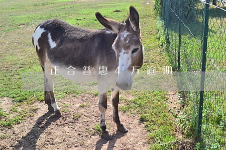 正合普惠4万逾期 正合普惠4万逾期