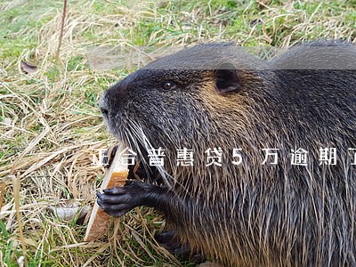 正合普惠贷5万逾期了利息怎么算 正合普惠贷5万逾期了利息怎么算