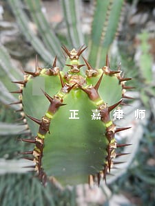 正嘉律师 正嘉律师