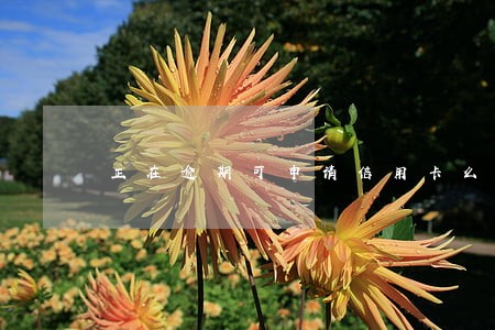 正在逾期可申请信用卡么 正在逾期可申请信用卡么