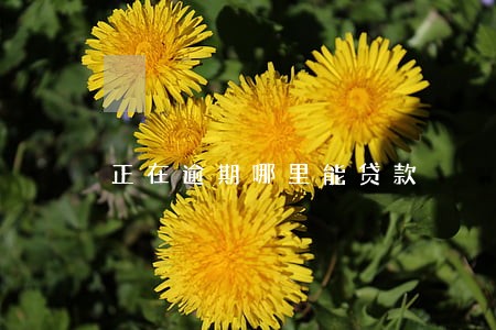 正在逾期哪里能贷款 正在逾期哪里能贷款