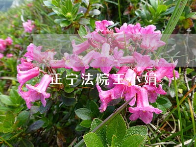 正宁法院王小娟 正宁法院王小娟