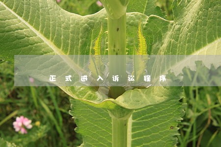 正式进入诉讼程序 正式进入诉讼程序