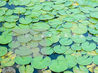正弘吉贤信用卡逾期处理靠谱吗 正弘吉贤信用卡逾期处理靠谱吗