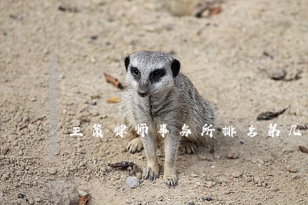 正策律师事务所排名第几 正策律师事务所排名第几